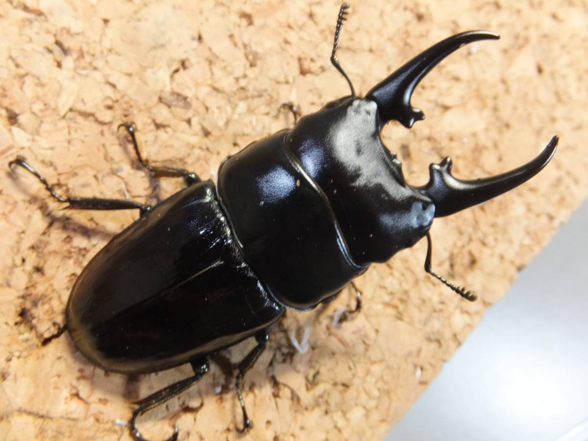 ミヤンマ－産 Dorcus hyperion ヒペリオンヒラタクワガタ ♂64mmペア