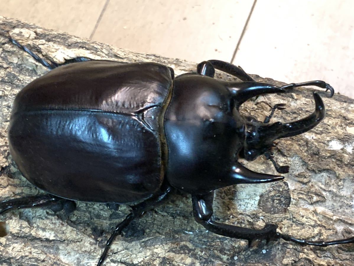 アクティオンゾウカブト レックスゾウカブト 成虫 アクタエオン 