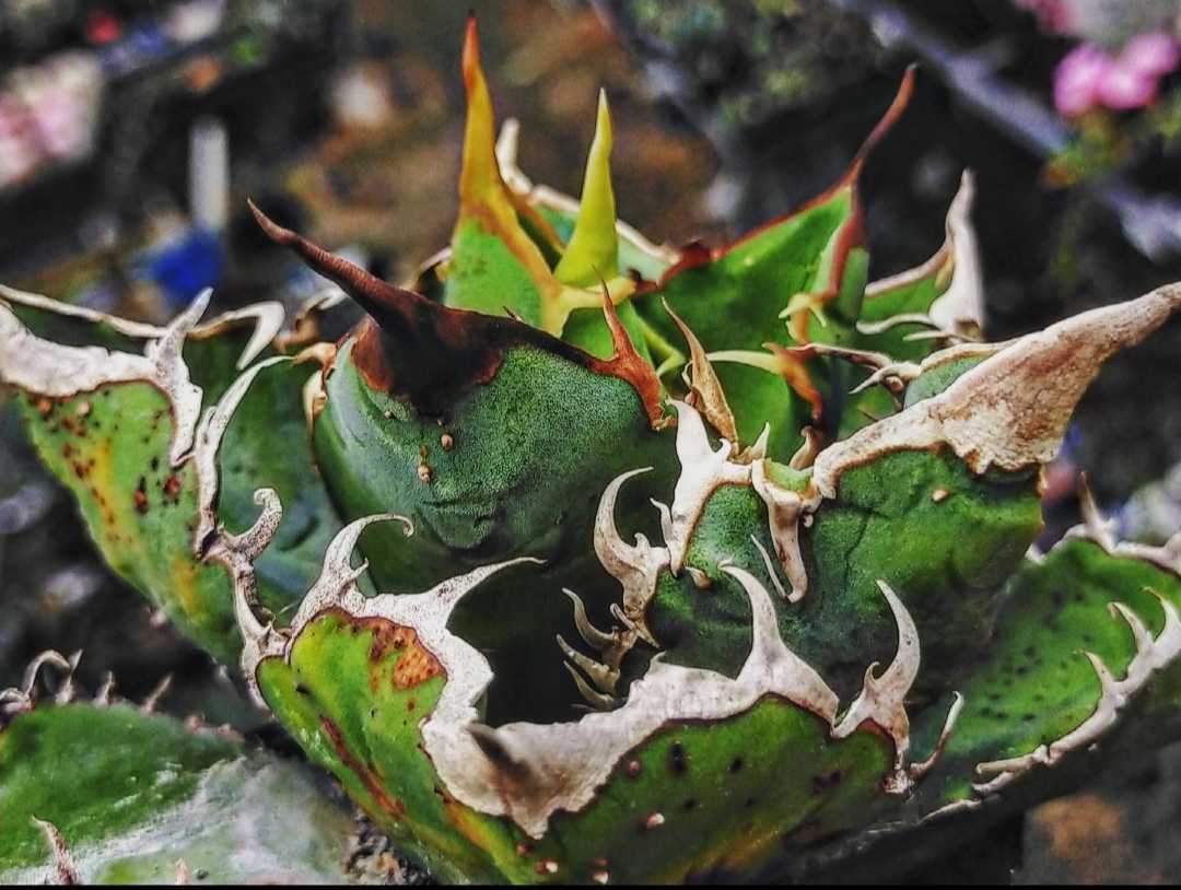 拳軍スタッズ キズあり 多肉植物 アガベ 発根済み ロウルサンコ