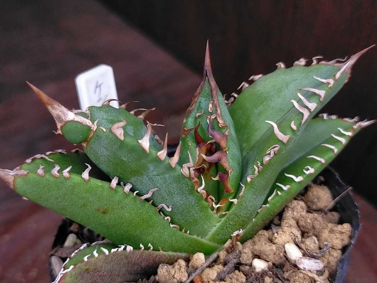 拳軍スタッズ キズあり 多肉植物 アガベ 発根済み ロウルサンコ