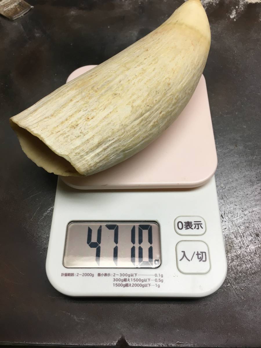 マッコウクジラの歯 300g マッコウクジラ抹香鯨歯300g漁具疑似餌ルアー
