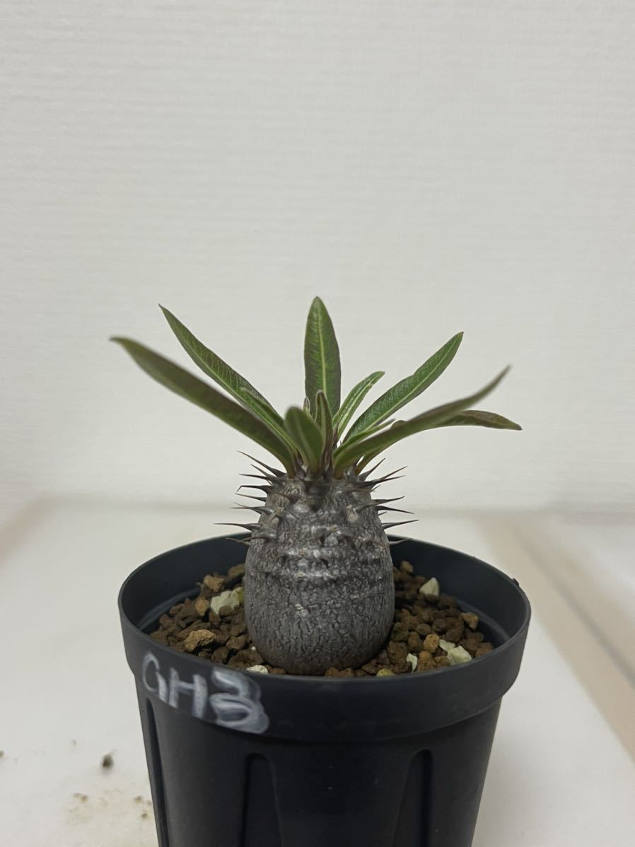 お買い得，品質保証 パキポディウム グラキリス HYB 実生 ③(サボテン)｜売買されたオークション情報、yahooの商品情報をアーカイブ公開 - オークファン サボテン
