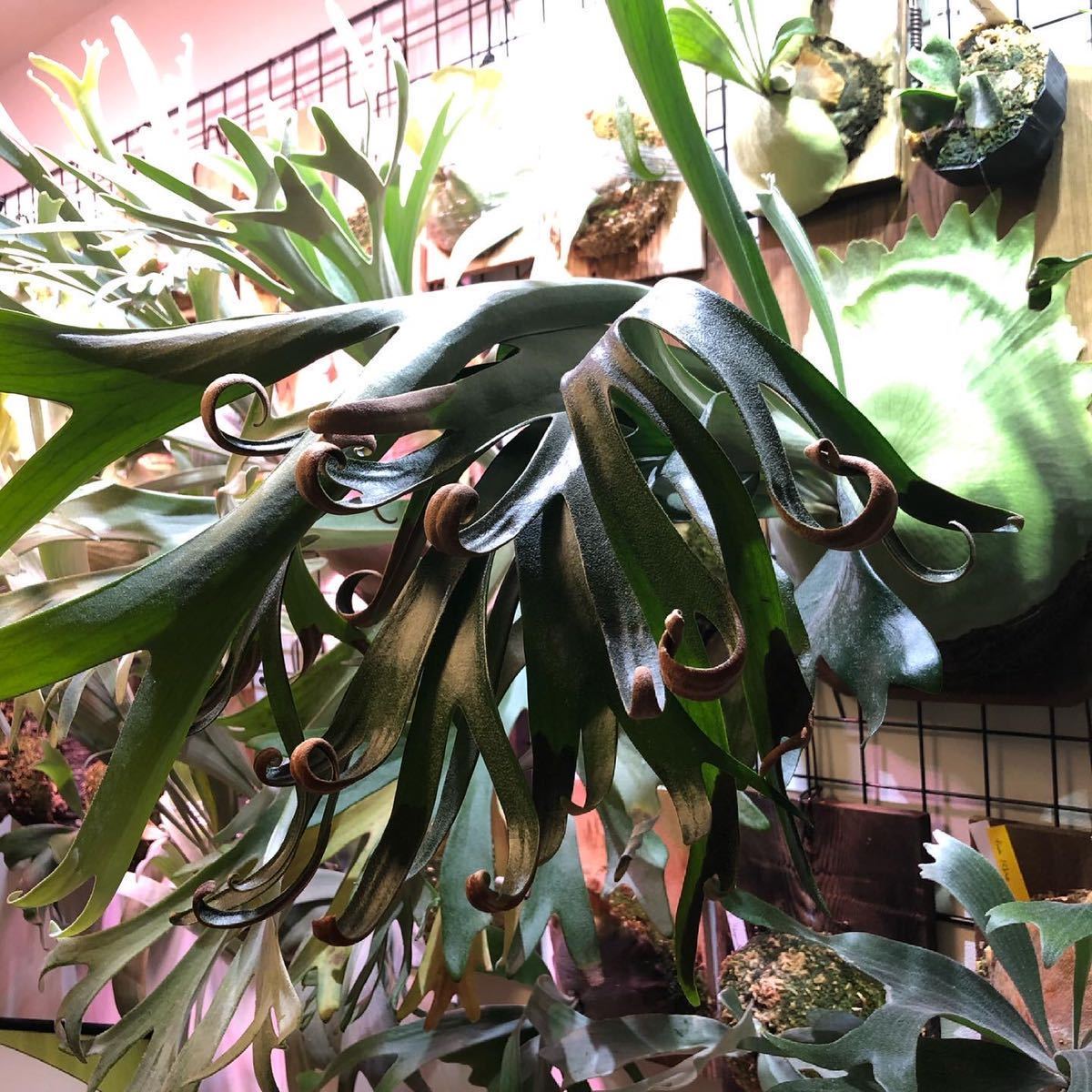 ビカクシダ P.Foong siqi oc(ビカクシダ、コウモリラン)｜売買された