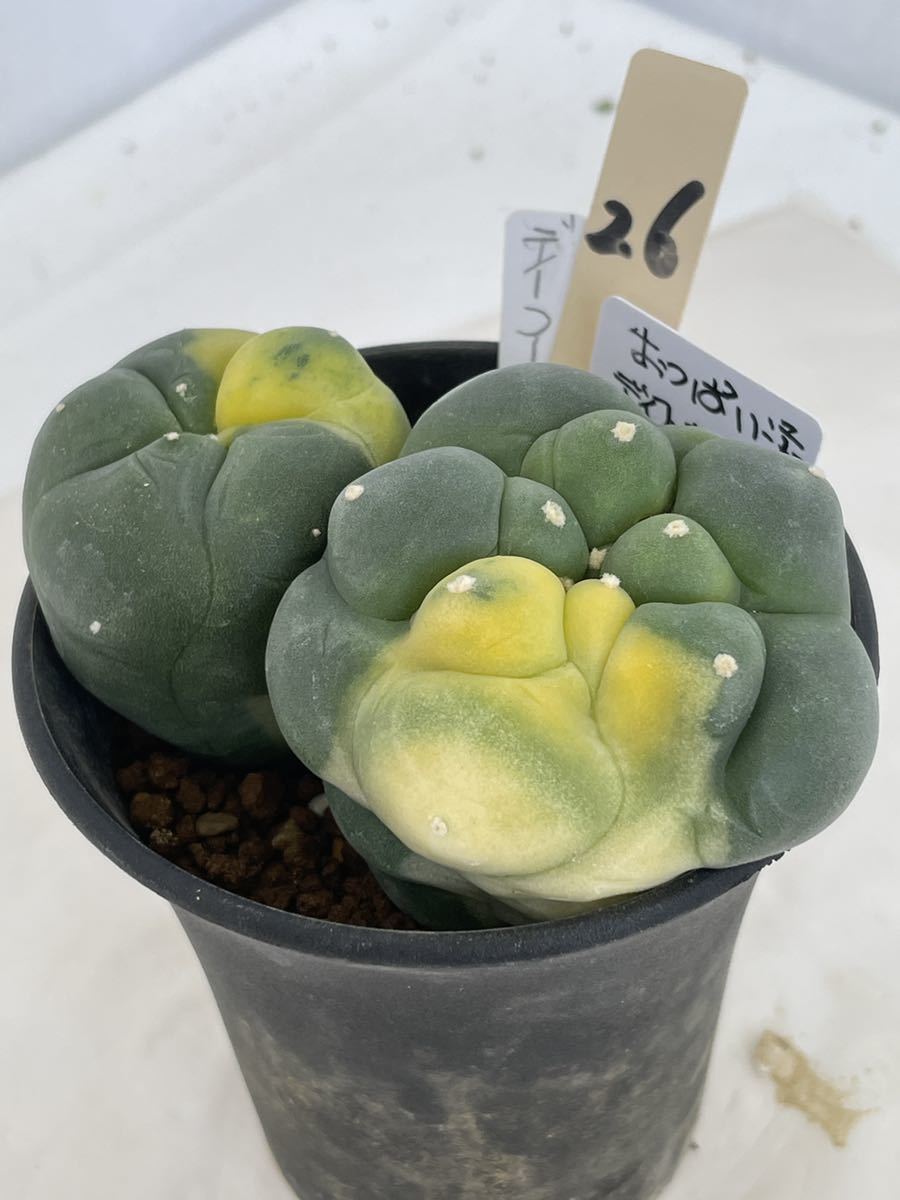 サボテン 26ディフィサー錦