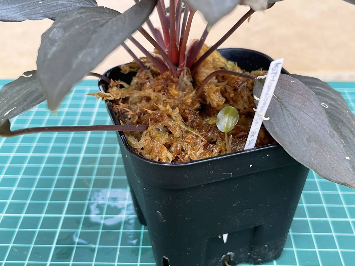ホマロメナ Homalomena sp. 赤鉄鉱 Kepulauan.Riau