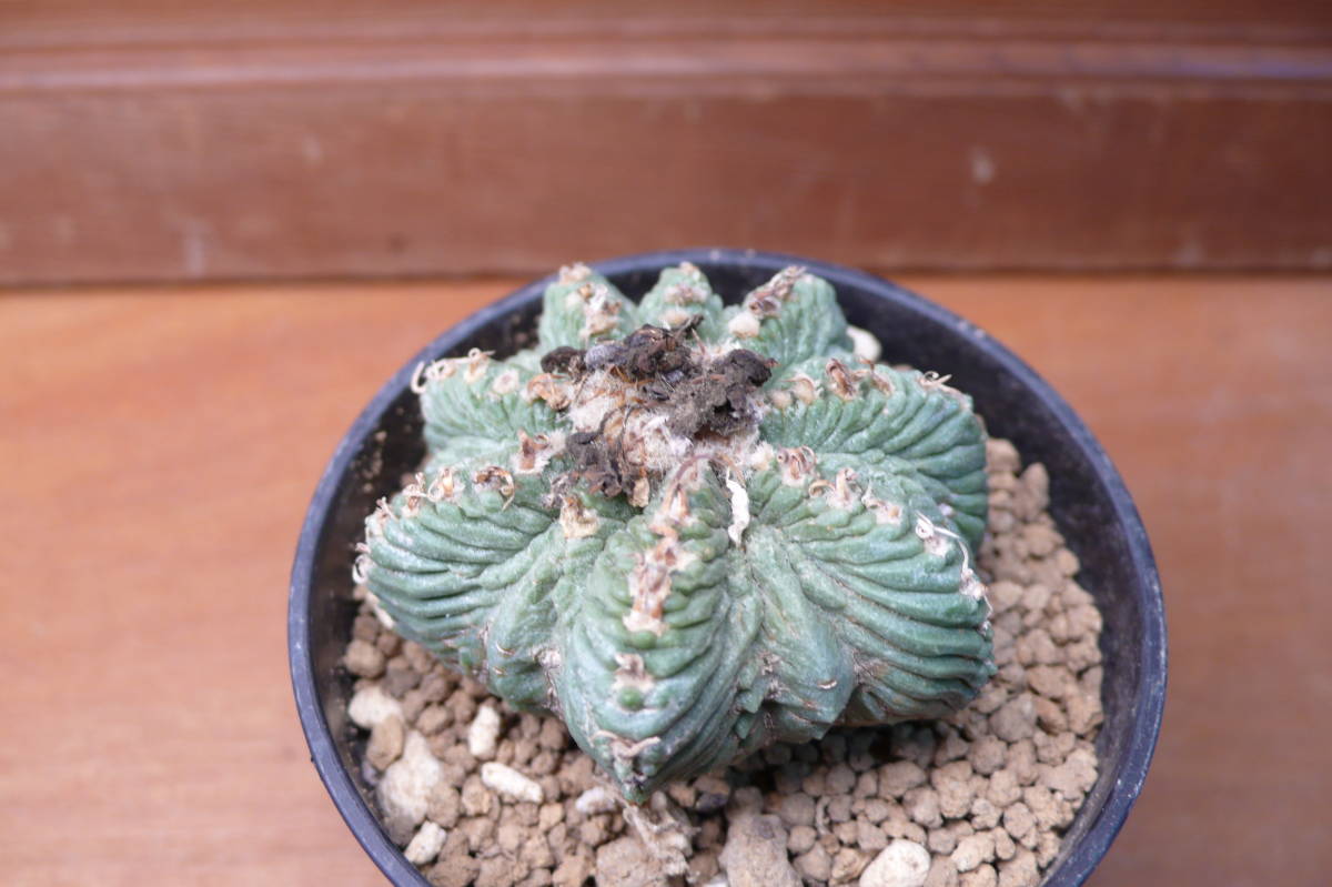 花籠　自根 ☆ 花籠 花かご 自根 サボテン 多肉植物 ☆ 【公式通販】
