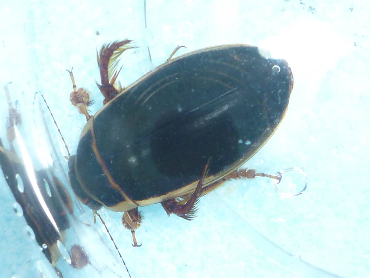 北海道産　ゲンゴロウモドキ　3♂２♀ エゾゲンゴロウモドキ1♂2♀トリオ ◎青森県産天然ゲンゴロウ - 純正