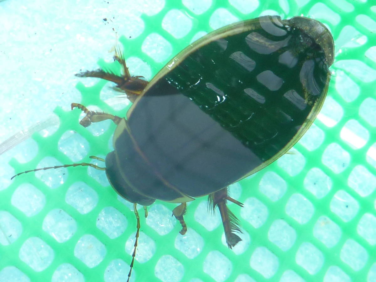 エゾゲンゴロウモドキ1♂2♀トリオ ◎青森県産天然ゲンゴロウ - 純正