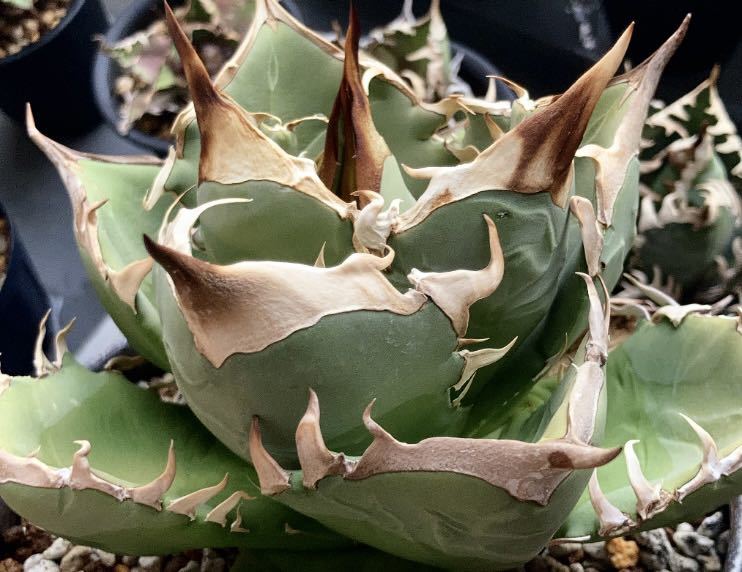 新作，お得 ラスト オアハカ実生 oaxaca オテロイ 白犀牛 アガベ