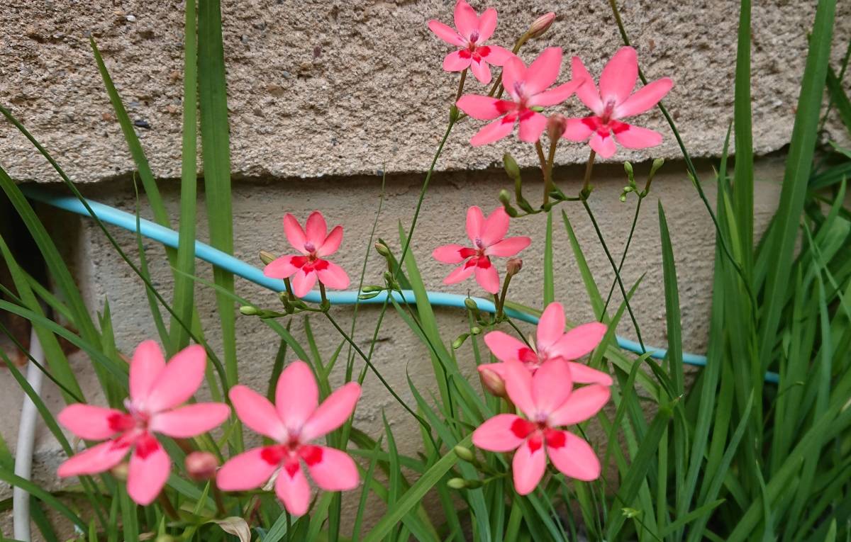 ヒオウギ 種の値段と価格推移は 42件の売買情報を集計したヒオウギ 種の価格や価値の推移データを公開