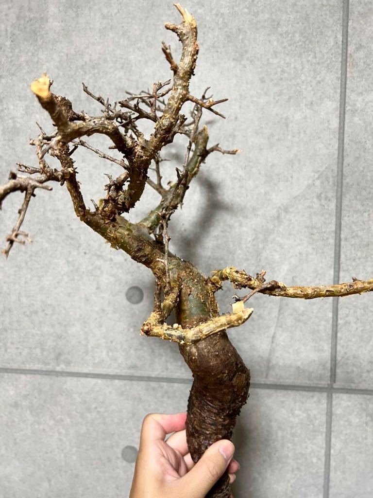 B29. 特大 Commiphora Rostrata WILD株 コミフォラ ロストラータ PLANET 塊根植物 コーデックス(観葉植物 ...