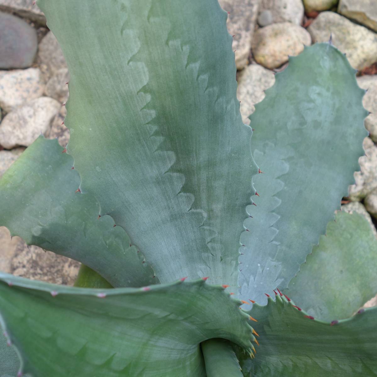 アガベ サルミアナ フェロックス ミスターリップル Agave salmiana v  