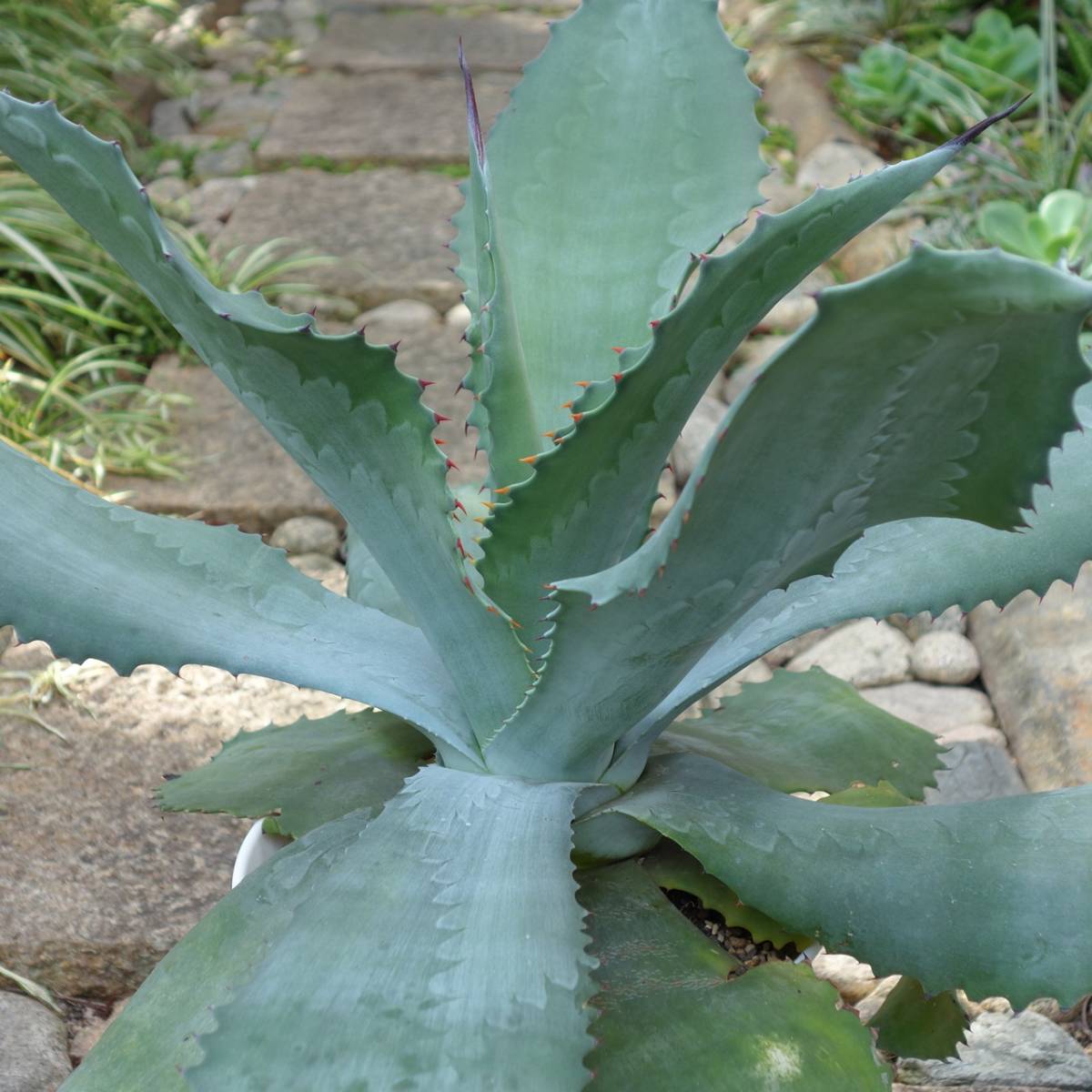 アガベ サルミアナ フェロックス ミスターリップル Agave salmiana v