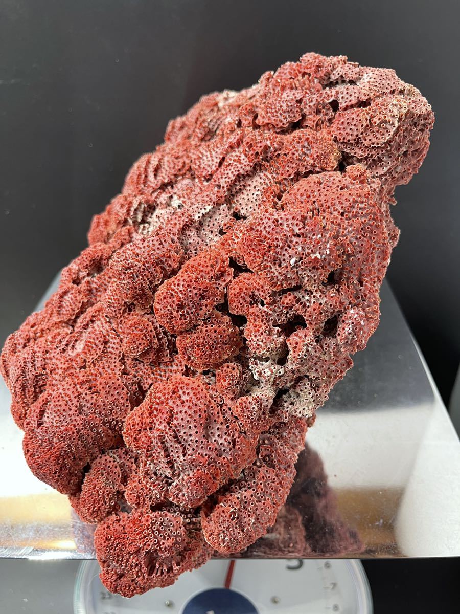 珊瑚の種類 | TONE INC