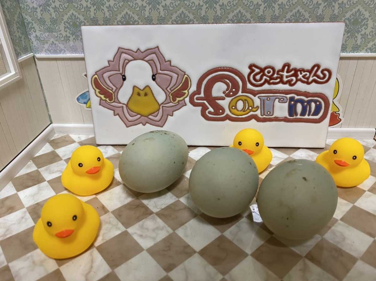 SALE，限定SALEコールダック 有精卵 3個 ヤマト宅急便コンパクト 発送します(その他)｜売買されたオークション情報、yahooの商品情報をアーカイブ公開 - オークファン その他