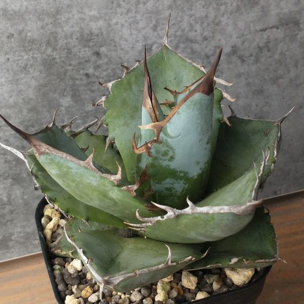 F1256】【 極上台湾産S級！】強棘！！アガベ チタノタ Agave titanota