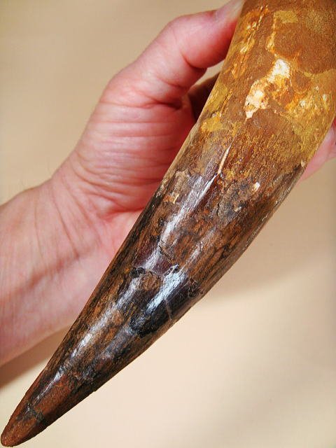 恐竜 - スピノサウルス 化石 スピノサウルスの歯 御船町恐竜博物館