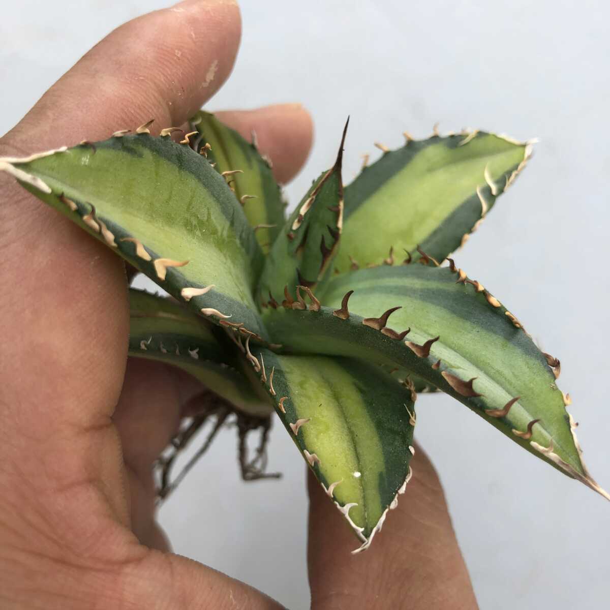 チタノタ アガべ ボールタイプ Agave ノーネーム Agave
