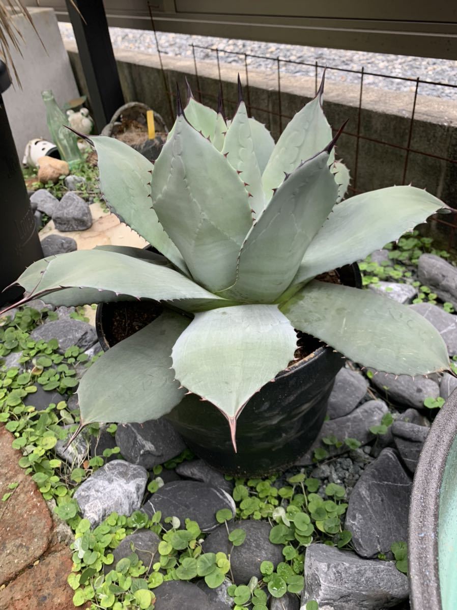 アガベ 吉祥天 40センチ越え大株 パリー ホーチエンシス Agave parryi