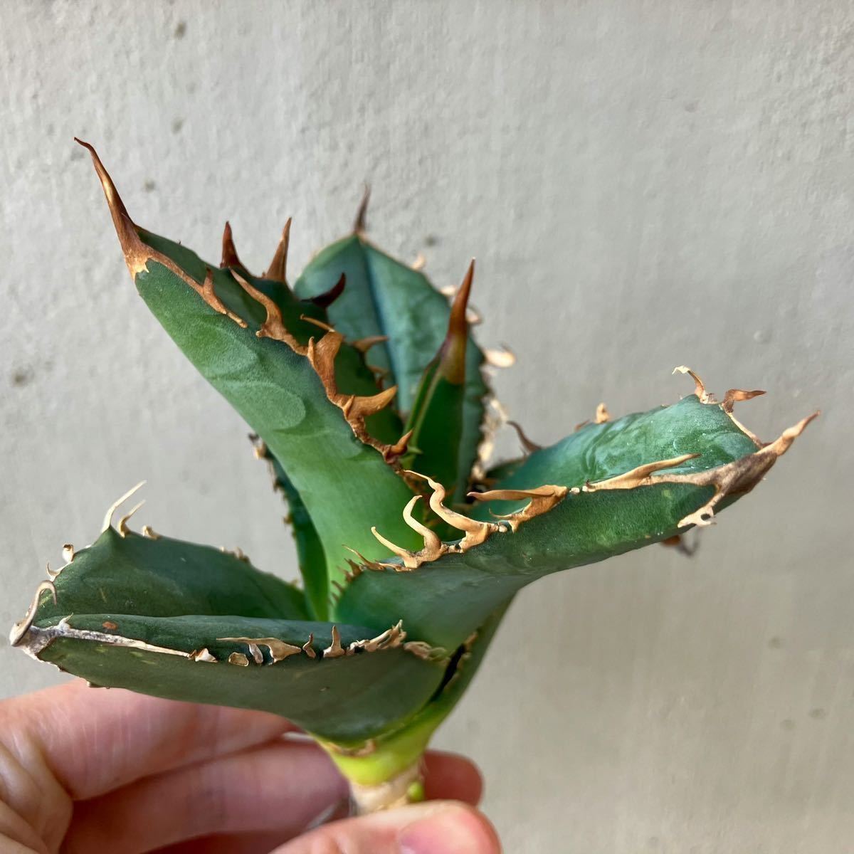 チタノタ 'GODZILLA' ゴジラ EU輸入 アガベ agave titanota オテロイ 今回輸入分最終出品 ②