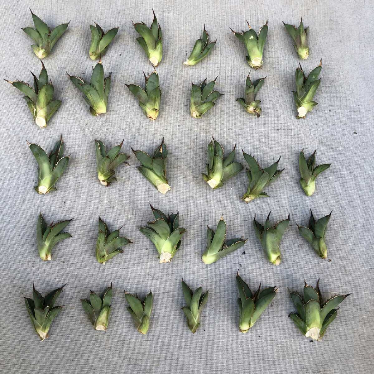 多肉植物アガベ チタノタ 剣龍 ボールタイプ 30子株