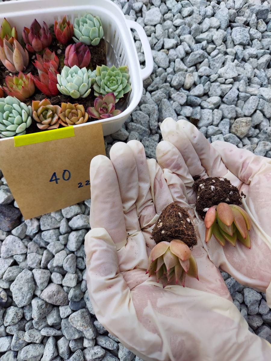多肉植物 韓国苗 Echeveria 0927-MKX40ピートモス付きMIX苗（名無し