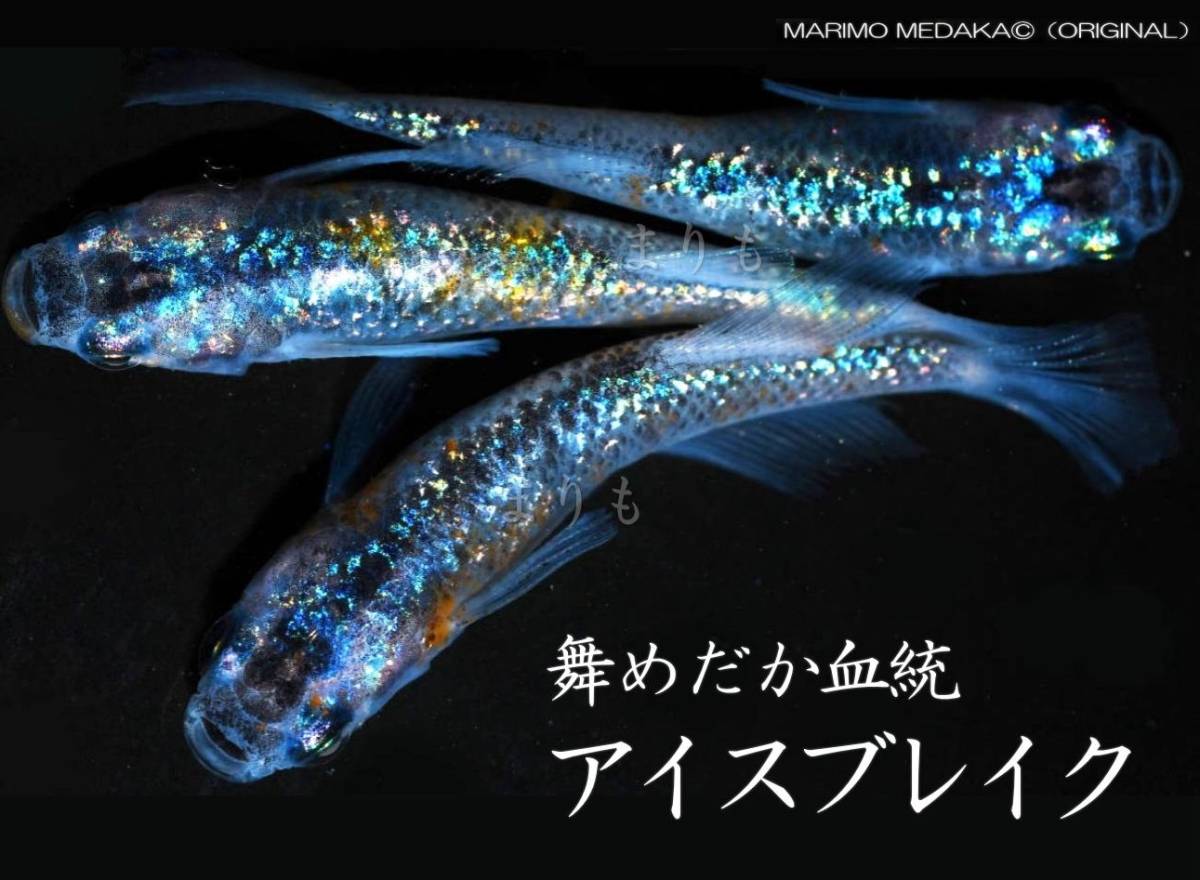 まりもめだか 舞めだか様血統 アイスブレイク 有精卵15個＋a めだかの