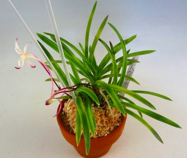 名護蘭　総散り斑芸『神秘』8枚葉 富貴蘭　長生蘭　セッコク　ナギ蘭　山野草　春蘭 富貴蘭 セッコク 長生蘭 - 山野草△ 山野草 Yahoo!オークション △富貴