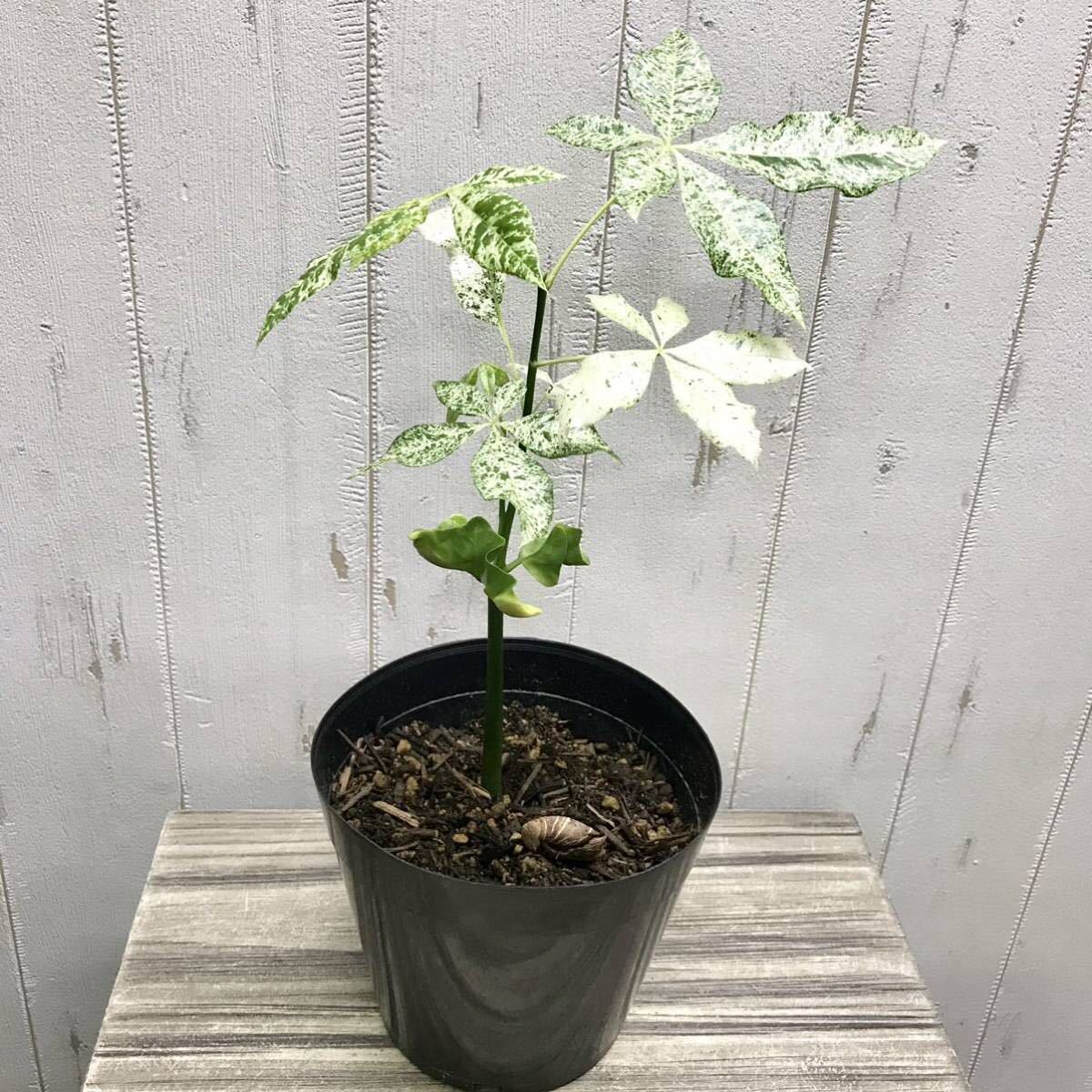 パキラ ミルキーウェイ 5 観葉植物/[ザ・ファームセレクト]パキラ