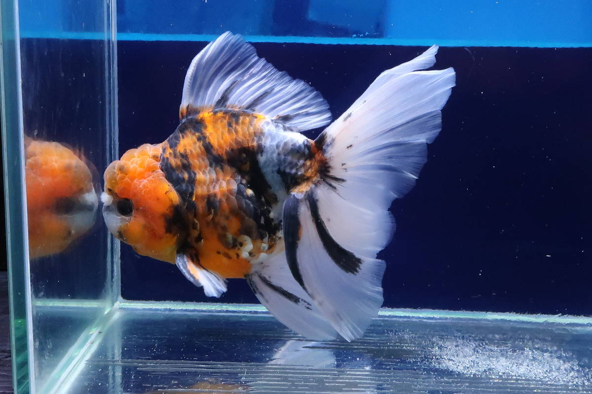  216＜water-flap＞タイ産 東錦 ハーフムーンテール血統(その他)｜売買されたオークション情報、yahooの商品情報をアーカイブ公開 - オークファン その他