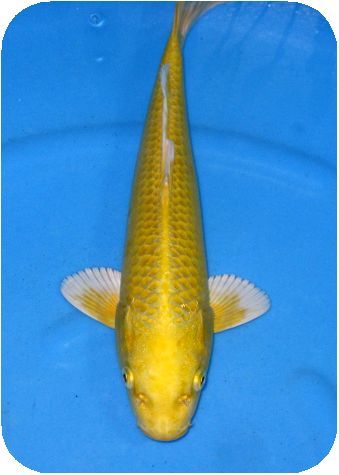 新作入荷，限定SALE プロが選んだ鯉100選 優秀品 NO 10－61 2歳山吹黄金 35ｃｍ(錦鯉)｜売買されたオークション情報、yahooの商品情報をアーカイブ公開 - オークファン 錦鯉