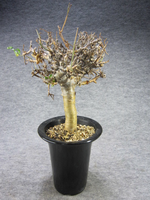 ◇commiphora wightii ／ コミフォラ ワイティ／現地株 ⑤◇ 滅多に