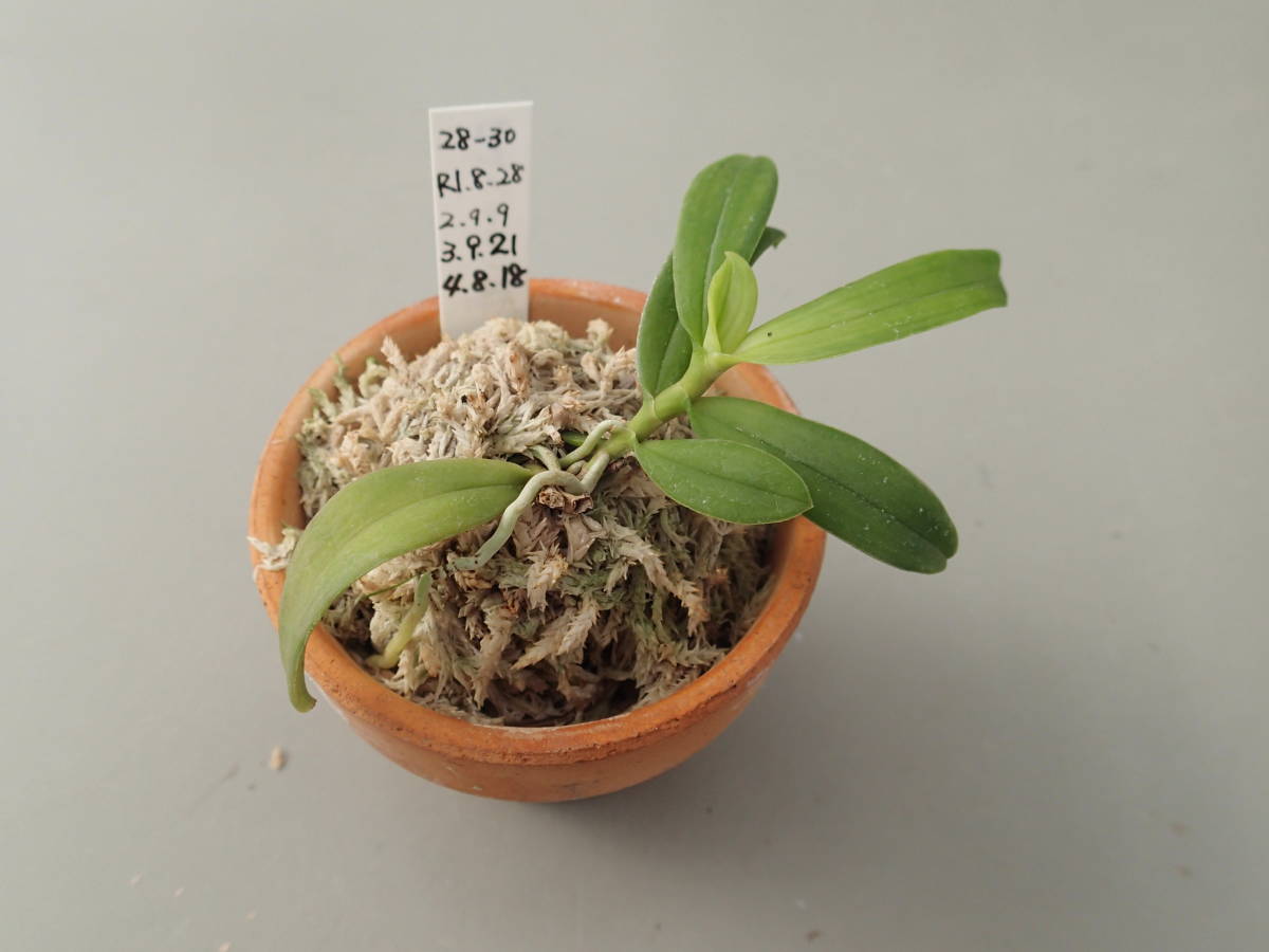 カシノキラン縞 カシノキラン縞 カシノキラン 65号 | air-plants TENGU-DO