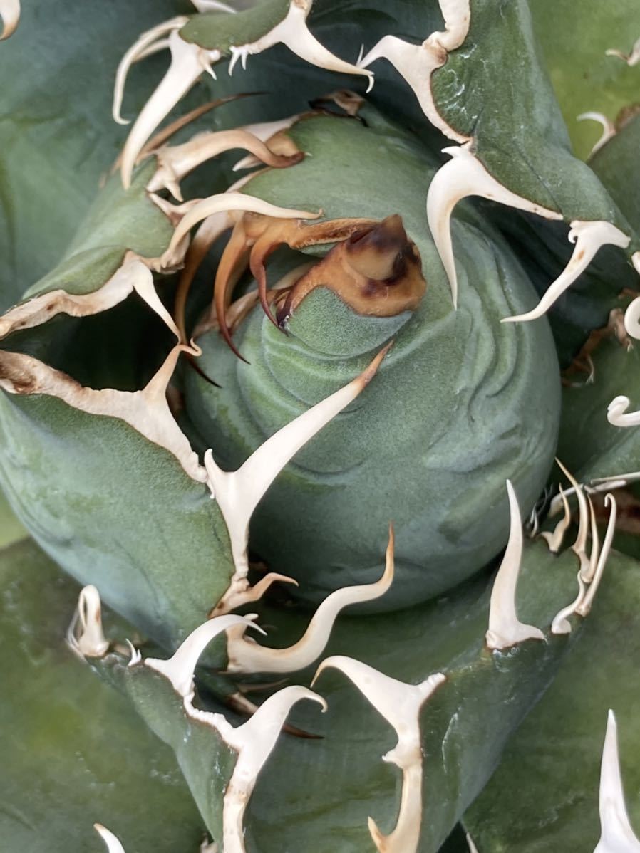 アガベ チタノタ “白鯨” 親株子株付き Agave Titanota 検 Agave アガベ