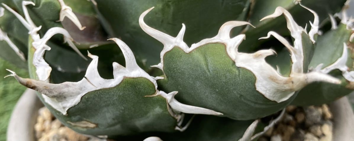 アガベ チタノタ “白鯨” 親株子株付き Agave Titanota 検 Agave アガベ