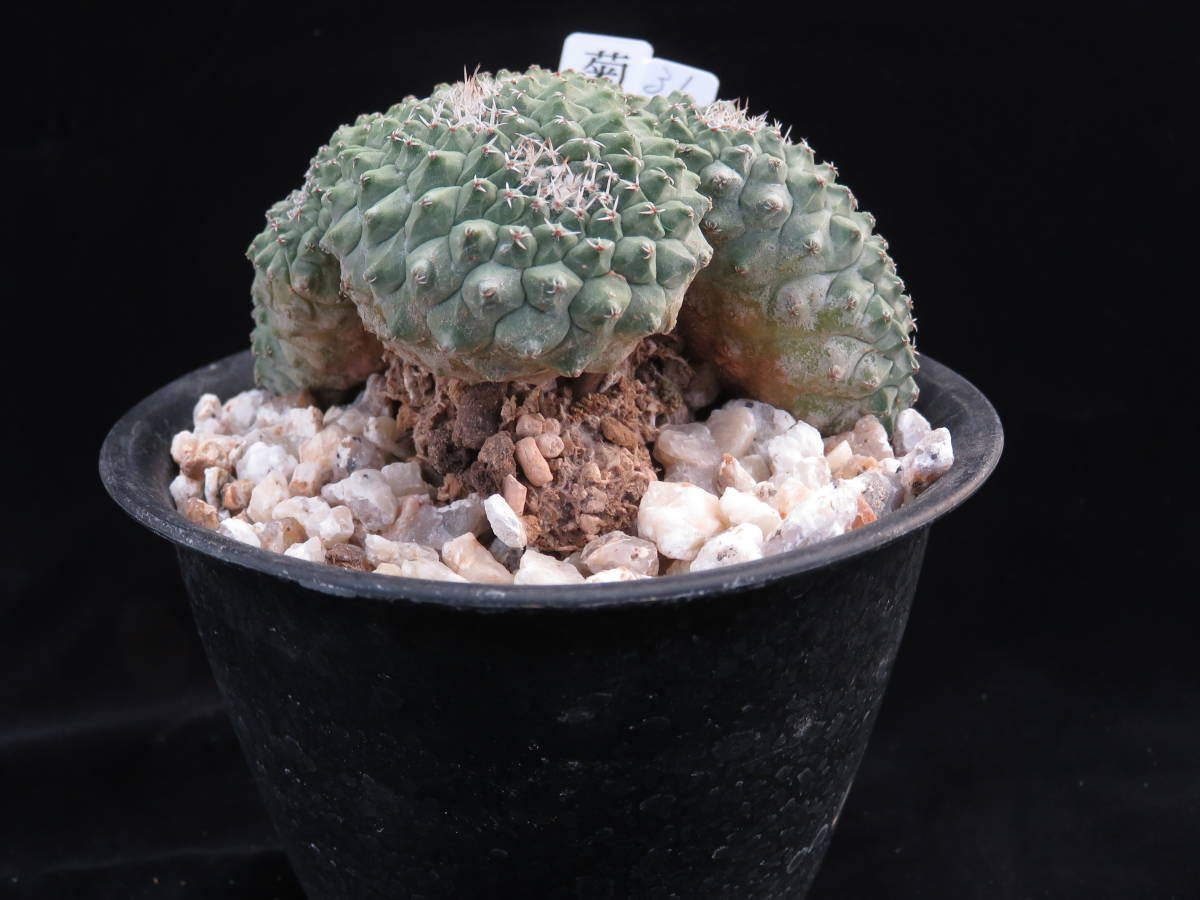 31．菊水綴化 サボテン 多肉植物
