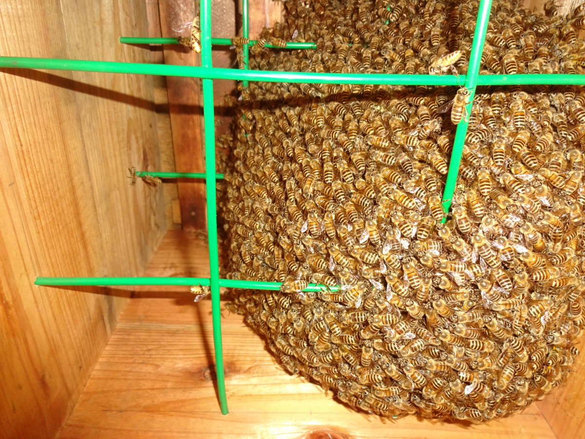 蜂蜜（日本蜜蜂1,1kg×3本）_3