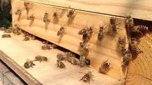 蜂蜜（日本蜜蜂1,1kg×3本）_4