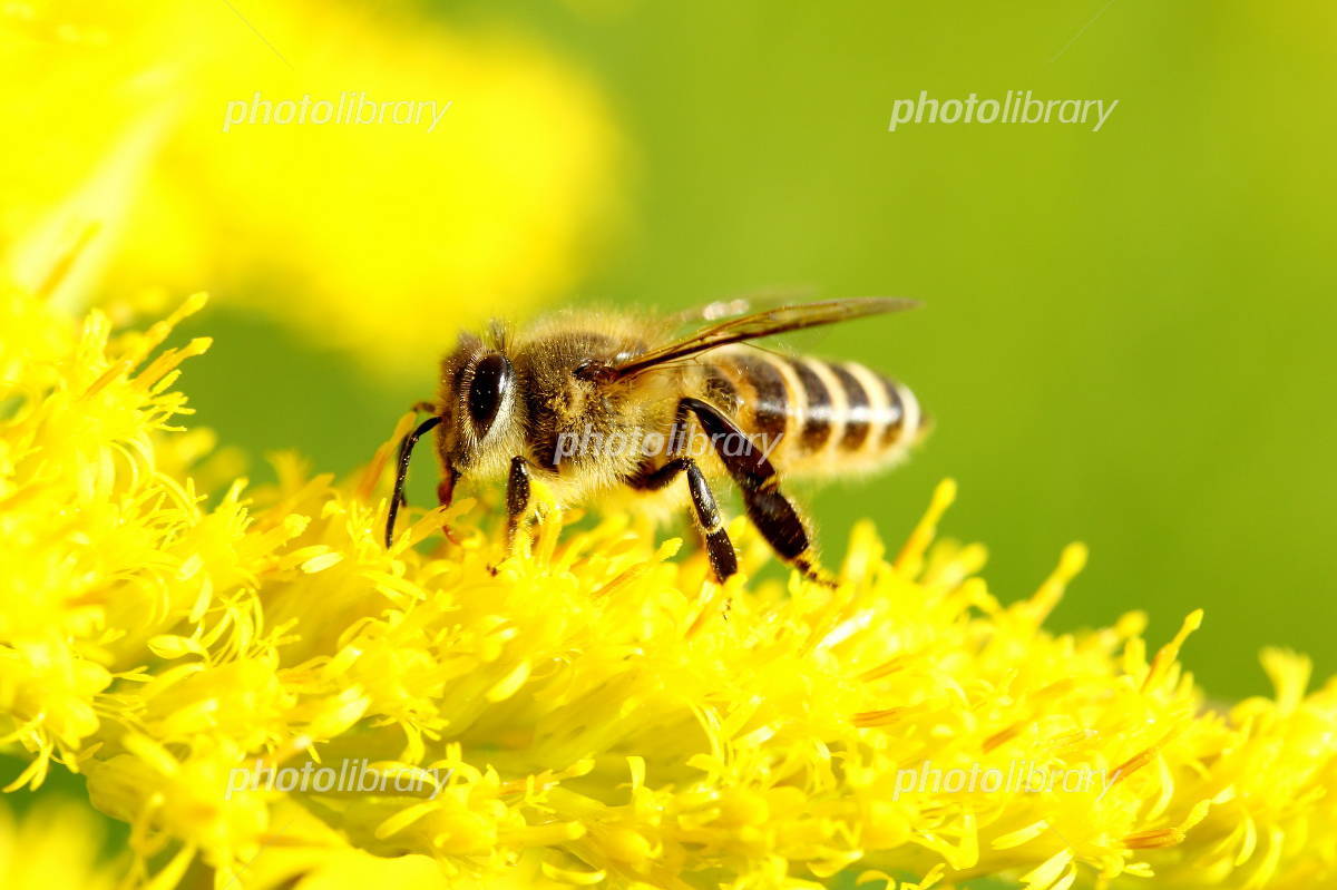 蜂蜜（日本蜜蜂1,1kg×3本）_5
