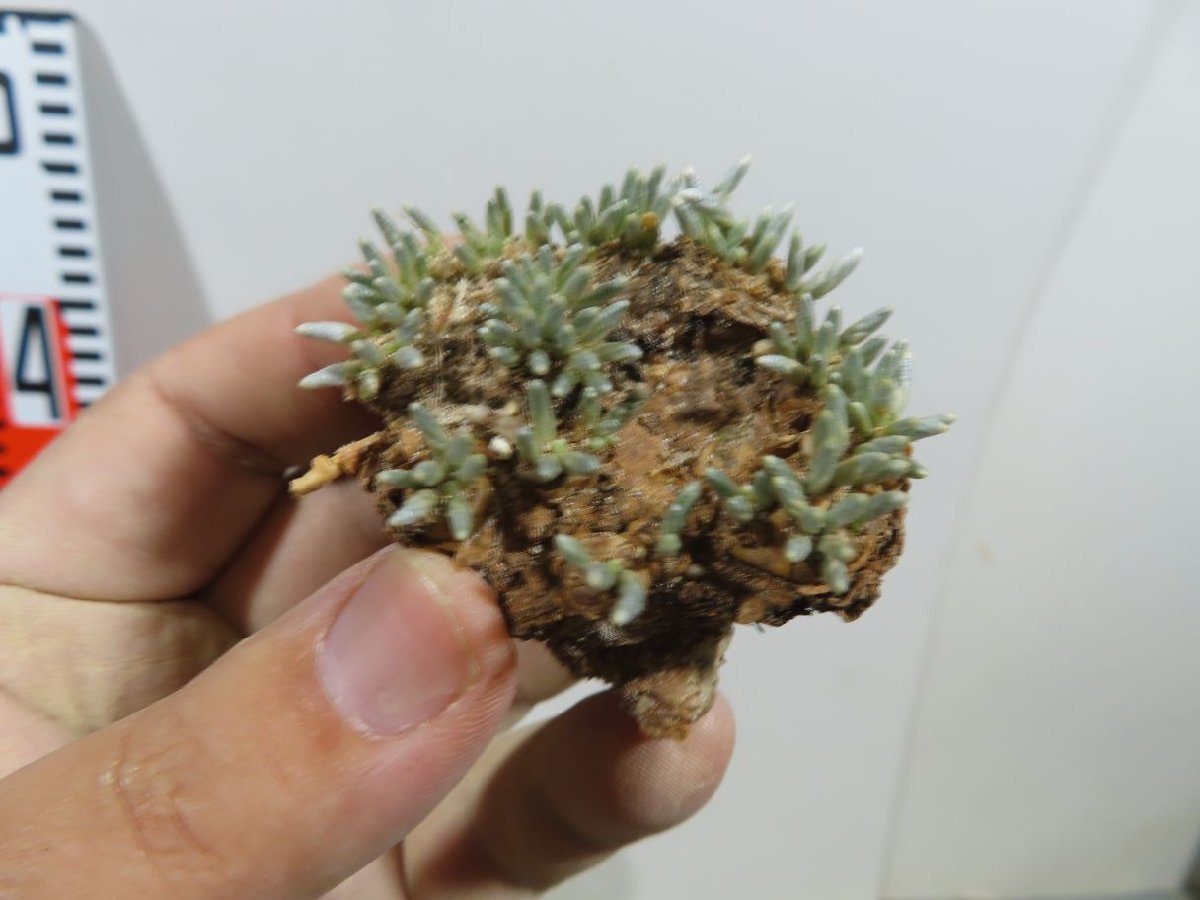  メ7081 多肉植物 アボニア アルストニー 抜き苗 畑に地植え株 Avonia alstonii うつぼ錦(その他)｜売買されたオークション情報、yahooの商品情報をアーカイブ公開 - オークファン その他