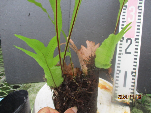 Drynaria quercifolia ドリナリア クエルシフォリア （1）