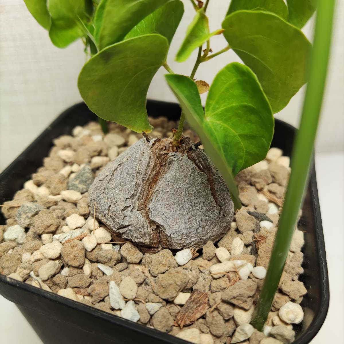 亀甲竜 ディオスコレア エレファンティペス① Dioscorea elephantipes 