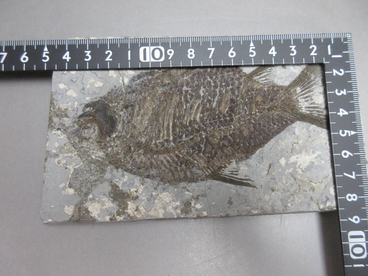 R 41113 ◇◇ 魚 化石 ◇◇ 化石 | オルソセラス 魚化石