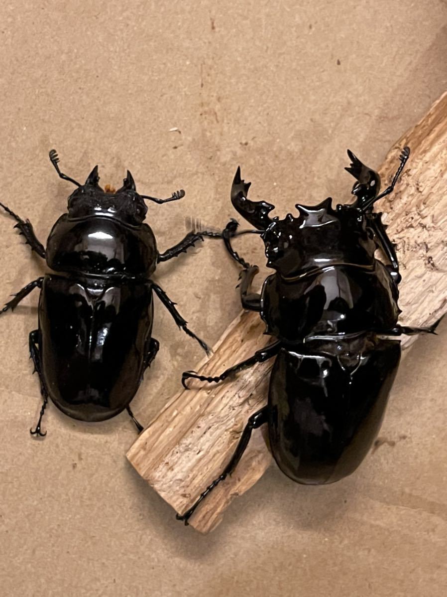 タランドゥスオオツヤクワガタ ペア | 後食開始済み タランドゥスオオ