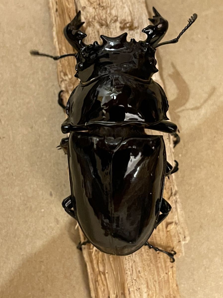 タランドゥスオオツヤクワガタ ペア | 後食開始済み タランドゥスオオ