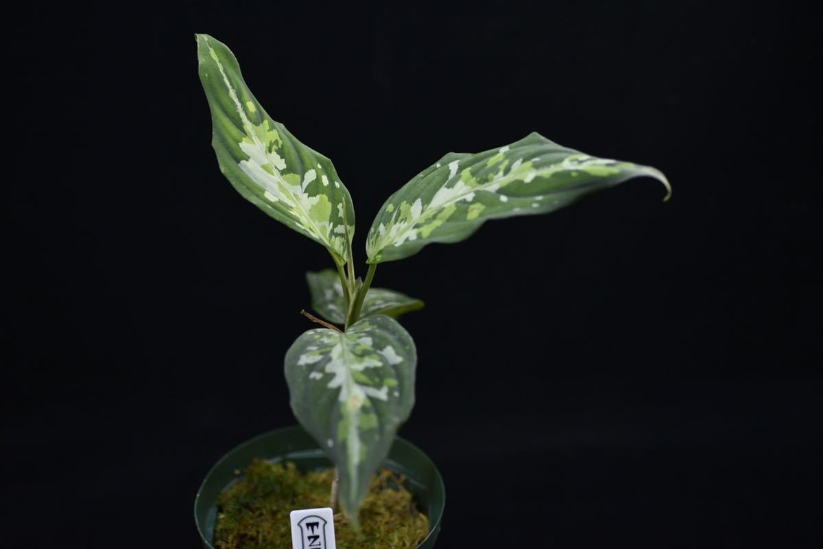 5. Aglaonema pictum Aceh Sumatra T-100819-b-3 アグラオネマ 山野草