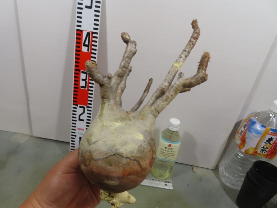 パキポディウム グラキリス 多頭 抜き苗 ヨ2244 「現地株」パキポディウム グラキリス 多頭 抜き苗【11/14最新