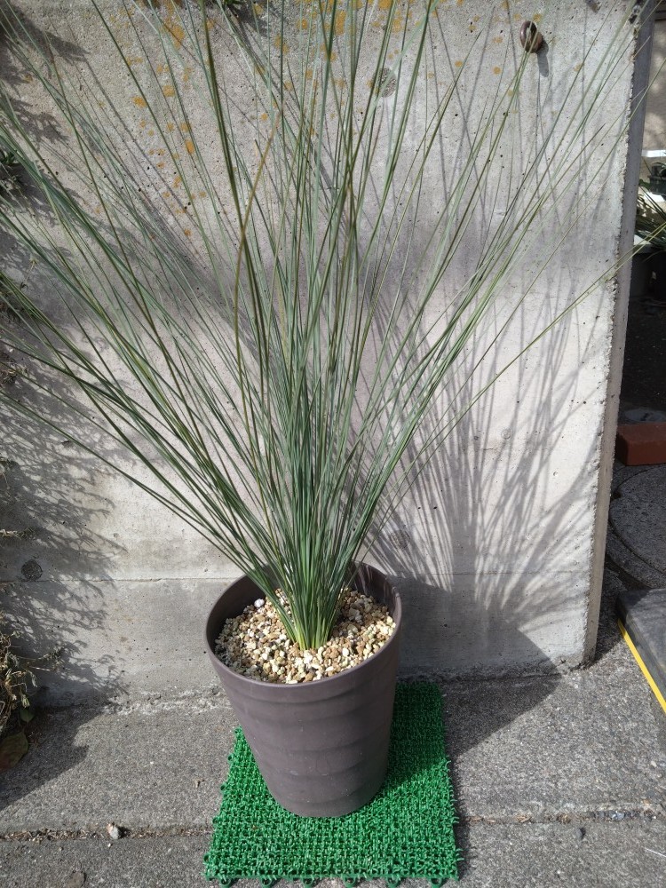 クサントロエア グラウカ xanthorrhoea glauca ブラックボーイ グラス