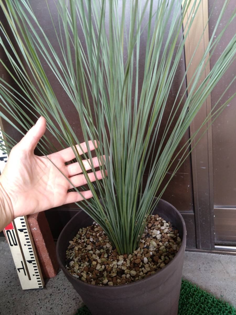 クサントロエア グラウカ xanthorrhoea glauca ブラックボーイ グラス