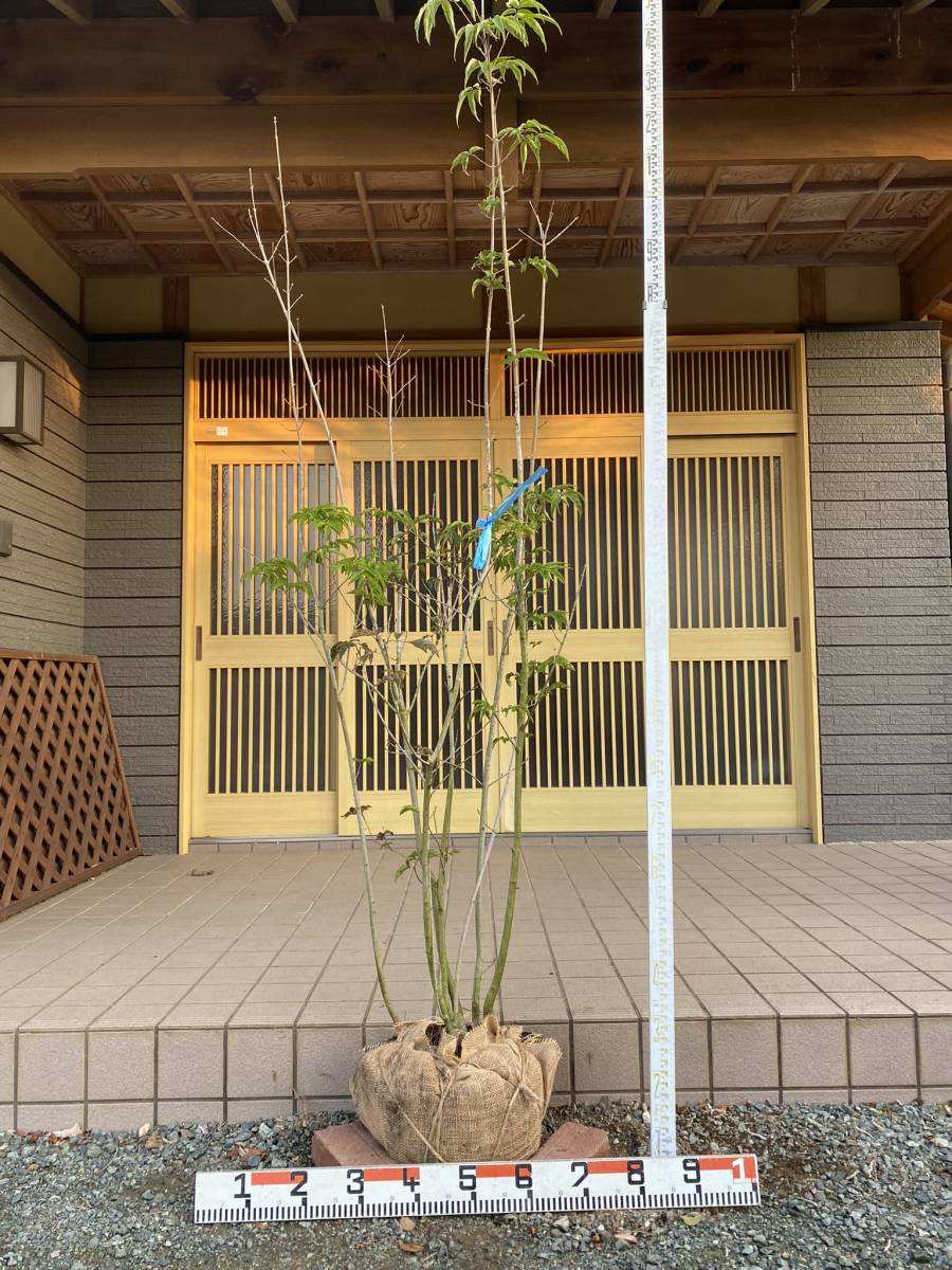 Tree Island] アオダモ 2,3m程 【公式通販】